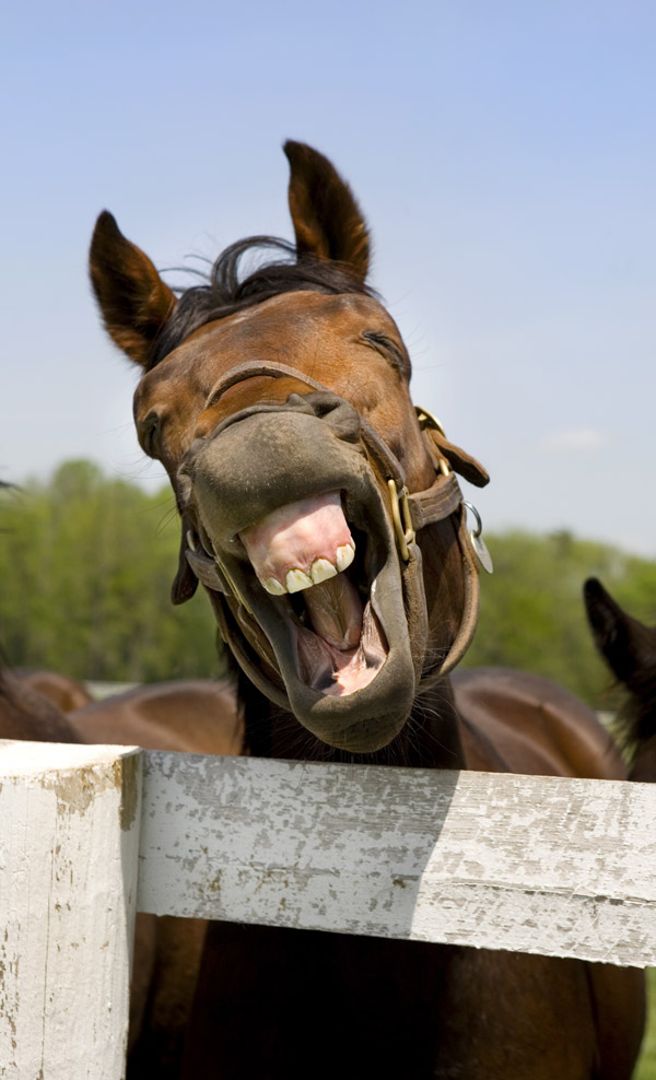 Smiling Horse