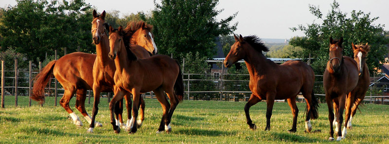 horses in paddock