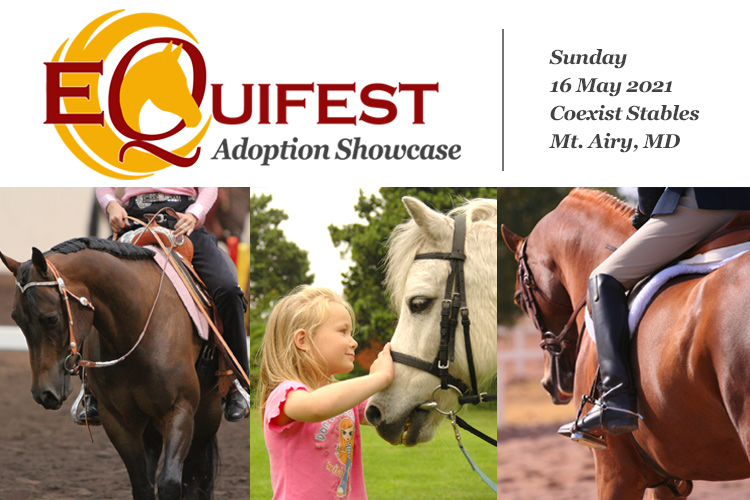 EquiFest Adoption Showcase - 16 May 2021