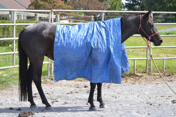 Holland with tarp